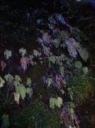 Silver Falls 12.10.05 026 